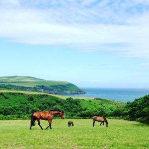 Equine Electric Fencing